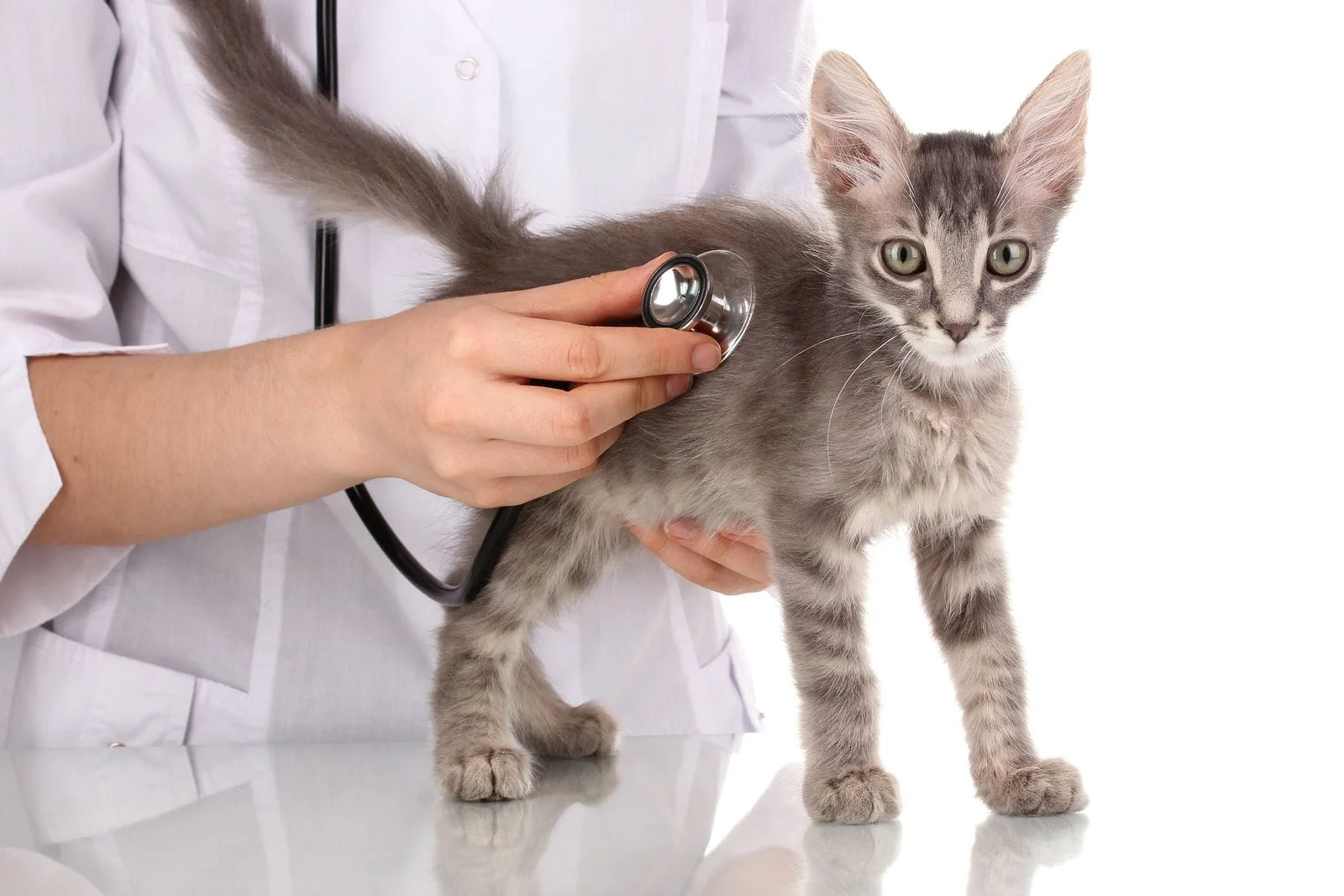 Providing Urgent Veterinary Care: A Lifeline for Pets in Need