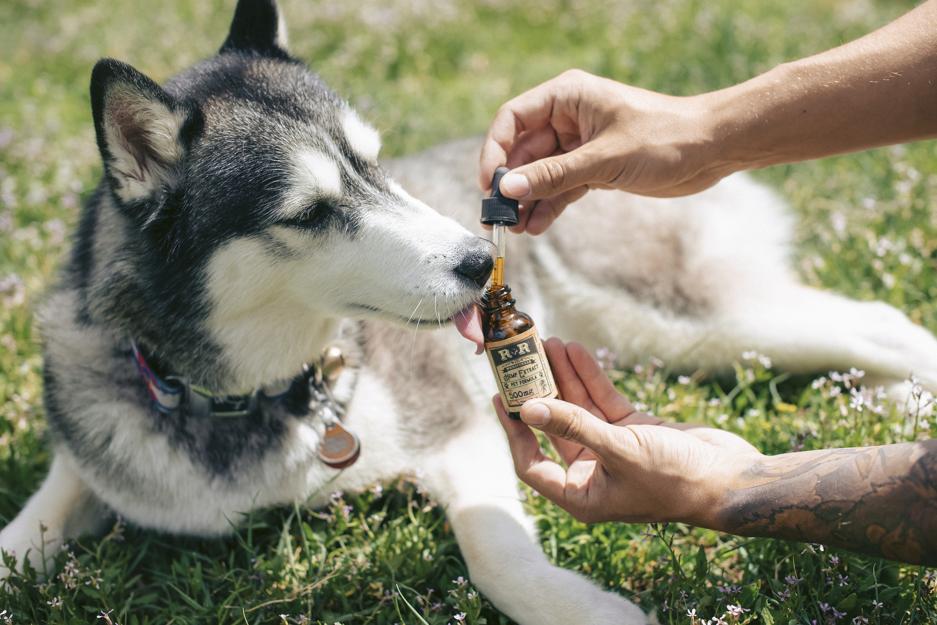 CBD Mobility Chews For Dogs 