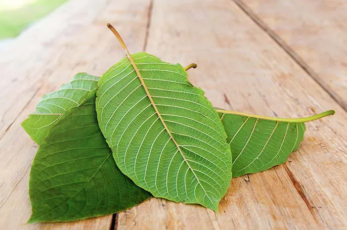 Kratom for Productivity: Enhancing Energy and Mood Naturally